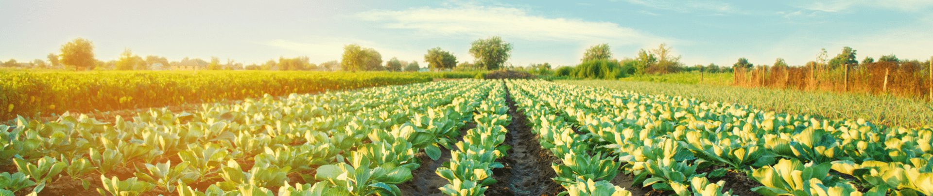 Koolplanten groeien in het veld