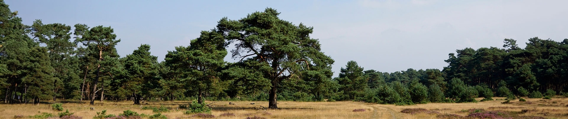 Een pad door het Park de Hoge Veluwe